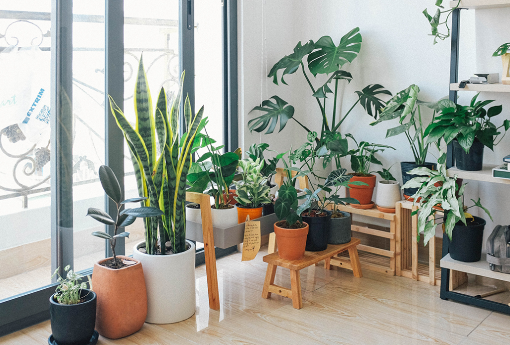 13 of the Best Houseplants for Beginners