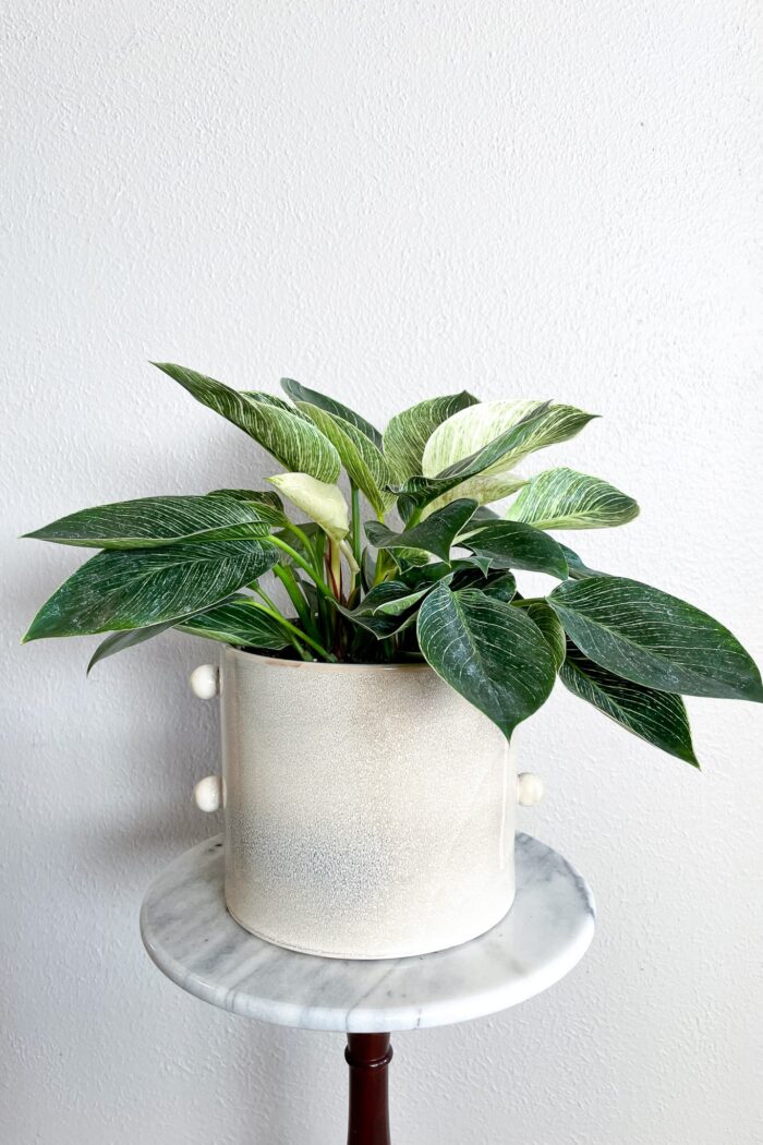 Plant Care 101: How to Help Your Philodendron Birkin Thrive