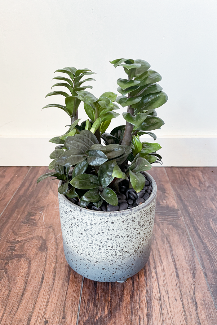 low maintenance houseplants